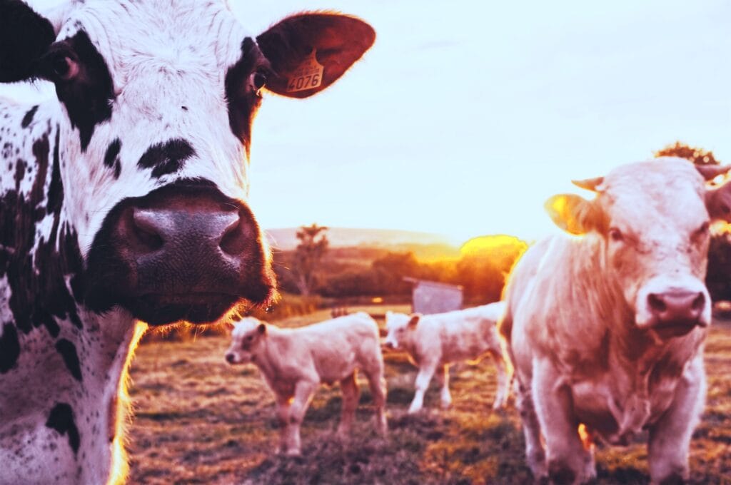 Investieren in Rinderfarm Visualisierung