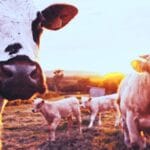 Investieren in Rinderfarm Visualisierung