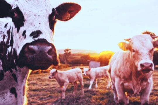 Investieren in Rinderfarm Visualisierung