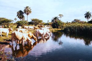 cocamo 22 Rohstoff-Investment erklärt